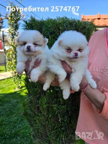 Померани , снимка 15 - Померан - 54097931