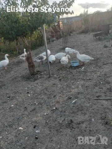 Продавам гъски в гр. Елхово