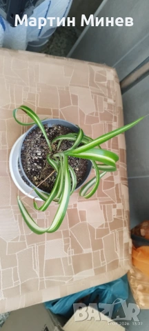 7 цветя за 15 евро, снимка 11 - Стайни растения - 52480621