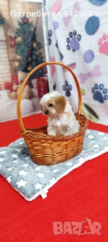 Кавапу , снимка 4 - Кавалер кинг чарлз шпаньол - 53980149