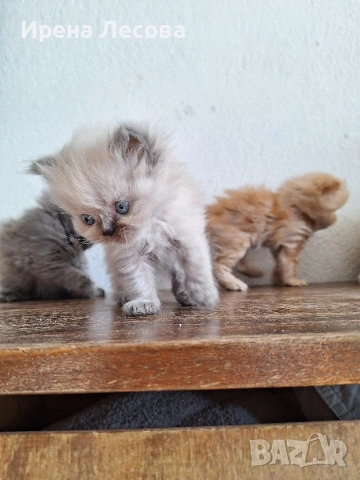 Персийски котенца, снимка 8 - Персийска - 38412283