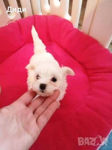 Малтийска болонка, снимка 2 - Болонка - 54104548