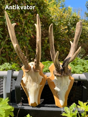 Трофеи сръндак, лов и риболов, снимка 4 - Екипировка - 54239520