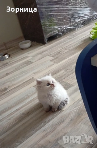 Британска сребърна чинчила , снимка 9 - Чинчили - 54337750