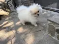 Момиче на три месеца с чип, снимка 3