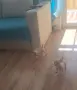 Чихуахуа момичета!, снимка 4