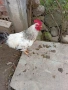 Продавам млади петли , снимка 3