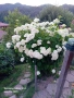 Хортензия ,бяла , снимка 1