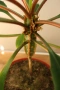 Африканска плюеща палма, Euphorbia leuconeura, 1-год. растение, снимка 4