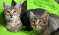 Подарявам малки котенце с хиг. навици, снимка 6