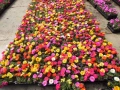 Portulaca (Калдаръмче), снимка 1
