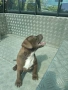 Американски питбул териер ,,Ред ноус''(American pitbull terrier Red nose), снимка 3