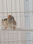 Продава се джъмбо амадини 2 мъжки, снимка 4