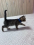 Бенгалски котета, снимка 5
