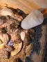 Пъдпъдъци на различна възраст, снимка 3