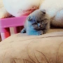 Шотландски котенца, снимка 9