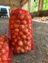 Лук и балучка сорт Лясковски 58 , снимка 3