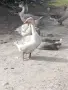 Гъски патици зайци , снимка 16