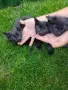 Ангорски котета, снимка 2