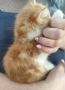 Подарявам котенца , снимка 5