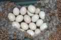оплодени Яйца ЮРДЕЧКИ -ПАТИЦИ -ГЪСКИ -Разплодни яйца за люпене от Патки породата бяла Московска., снимка 6