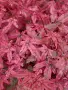 Ацер „Бени-Майко“ (Acer palmatum 'Beni-maiko') – Японски японски клен, снимка 8