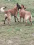 ,малки белгийски овчарки, снимка 15