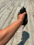 Пинчер                                  ., снимка 2
