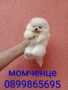 Бели мини Померани. Реални снимки !!!, снимка 4