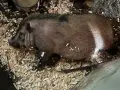Виетнамски прасета , снимка 5