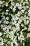 Потентила, Potentilla fruticosa 'Abbotswood', студоустойчива и многогодишна, снимка 3