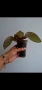Еписция, episcia Jim's rose garden, снимка 3