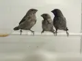 Люспогърди амадини, снимка 3