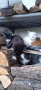 Котета на 3 месеца, снимка 1