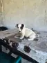 продавам женско джак ръселче, снимка 1