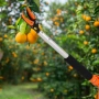 Ножица за клони и бране на плодове 100 см – прецизно рязане без стълба, снимка 4