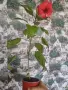 Вариегатен хибискус, снимка 1