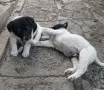 Подарявам кученца, снимка 1