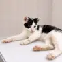Малък герой търси дом, снимка 4