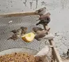 Зеброви амадини , снимка 2