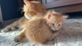 Домашни Котенца с Хигиенни Навици и Доставка до Вашия Град, снимка 2