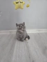Британски късокосмести котета , снимка 7