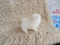 Бели Померани. Мъжки и женски кученца., снимка 6