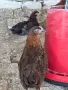 червена катунка, снимка 2
