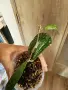 Хоя Rigidifolia splash, снимка 1