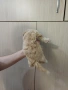 пекинез пекинези, снимка 8