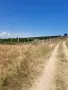 Лозе от винени и десертни сортове, снимка 1