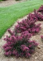 Вейгела Александра, Weigela florida Alexandra, студоустойчива, снимка 2