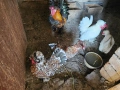 Продавам бреговски джинки, снимка 4
