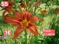 Хамерокалиси Зимоустойчиви за продажба 32 вида.Обява 1, снимка 8